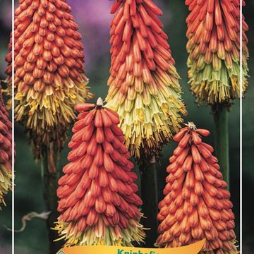 Kniphofia caulescens