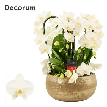 Arrangement Phalaenopsis