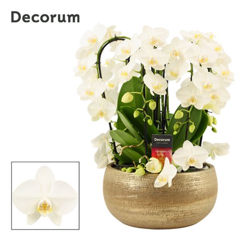 Arrangement Phalaenopsis