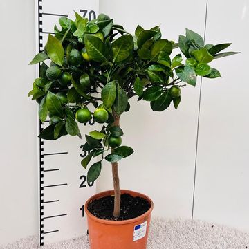 Citrus limetta 'Pursha'