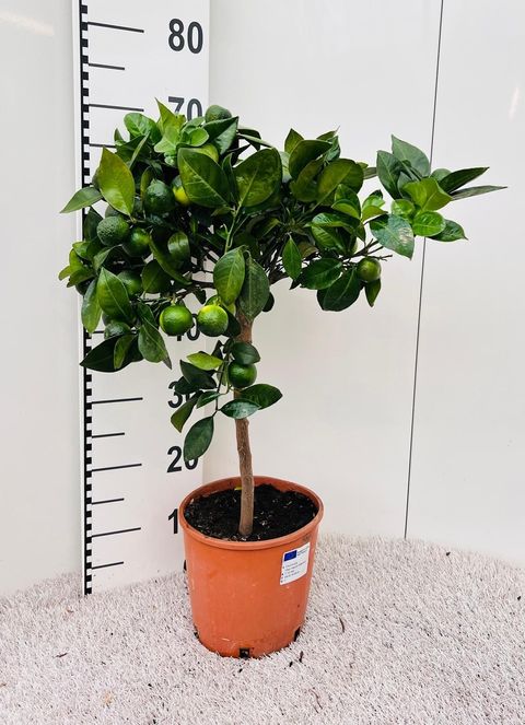 Citrus limetta 'Pursha'