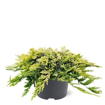 Juniperus horizontalis 'Golden Carpet'