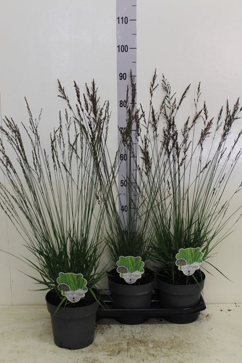 Molinia caerulea 'Edith Dudszus'