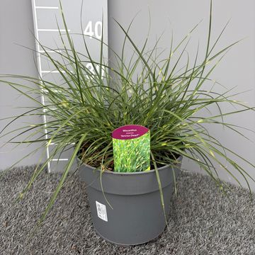 Miscanthus sinensis 'Strictus Dwarf'
