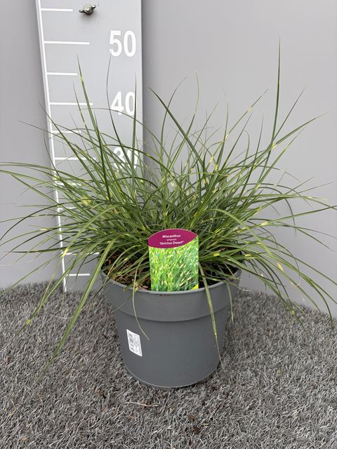 Miscanthus sinensis 'Strictus Dwarf'