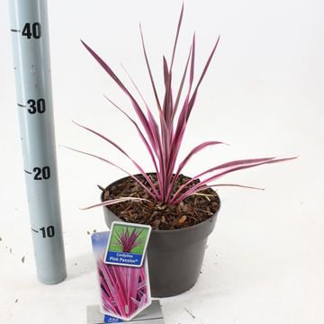 Cordyline australis PINK PASSION