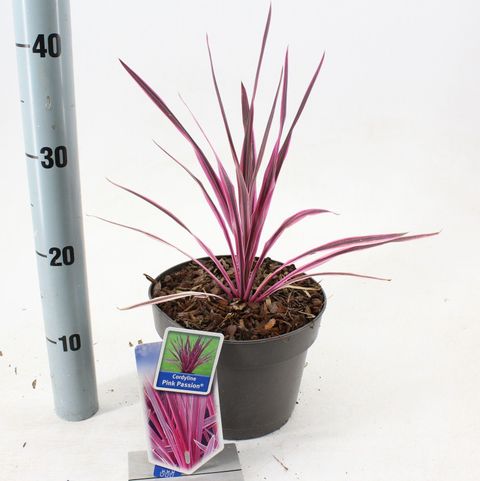 Cordyline australis PINK PASSION