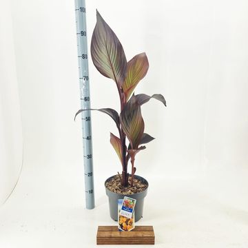 Canna 'Tropicana Black'
