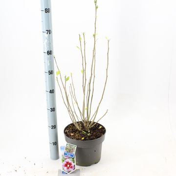 Hibiscus syriacus FLOWER TOWER PURPLE