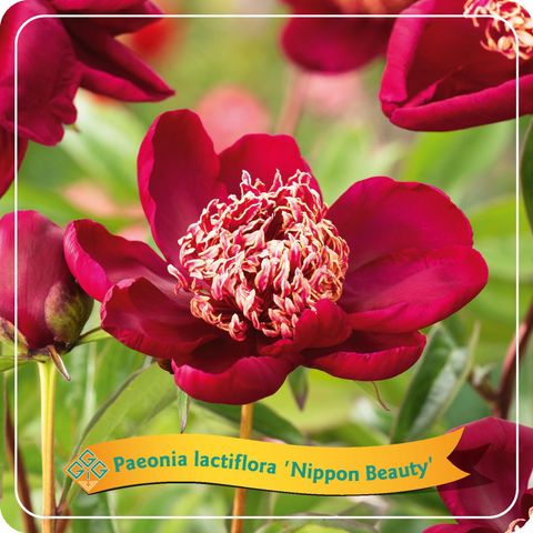 Paeonia 'Nippon Beauty'
