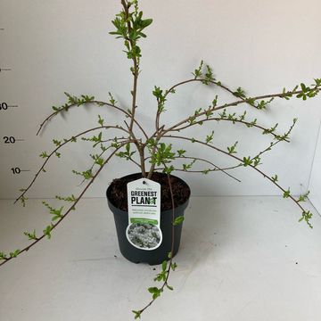 Exochorda 'The Bride'