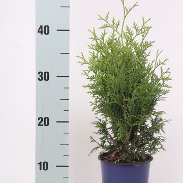 Thuja occidentalis 'Holmstrup'