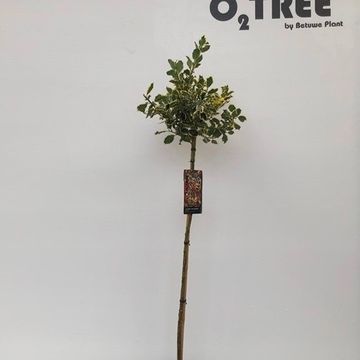 Ilex aquifolium 'Argentea Marginata'