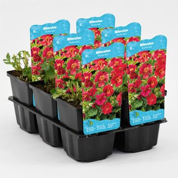 Mimulus 'Bonfire Red'