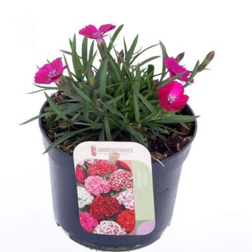 Dianthus barbatus 'Barbarini Purple Picotee'