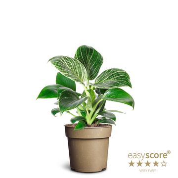 Philodendron BIRKIN / WHITE MEASURE