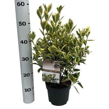 Euonymus japonicus 'Bravo'