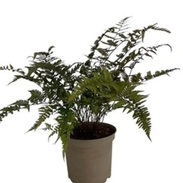 Athyrium niponicum pictum