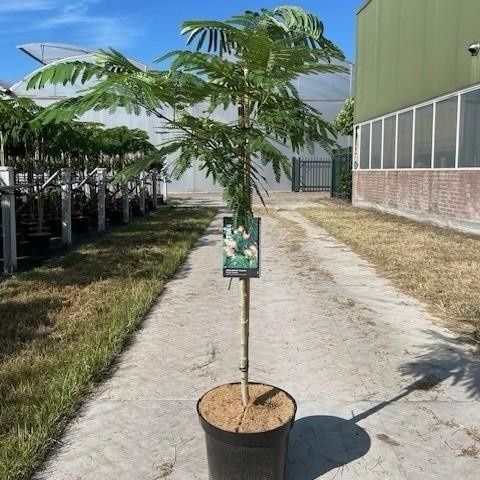 Albizia julibrissin OMBRELLA