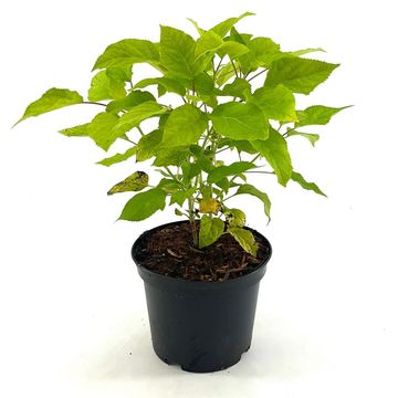 Hydrangea arborescens 'Annabelle'