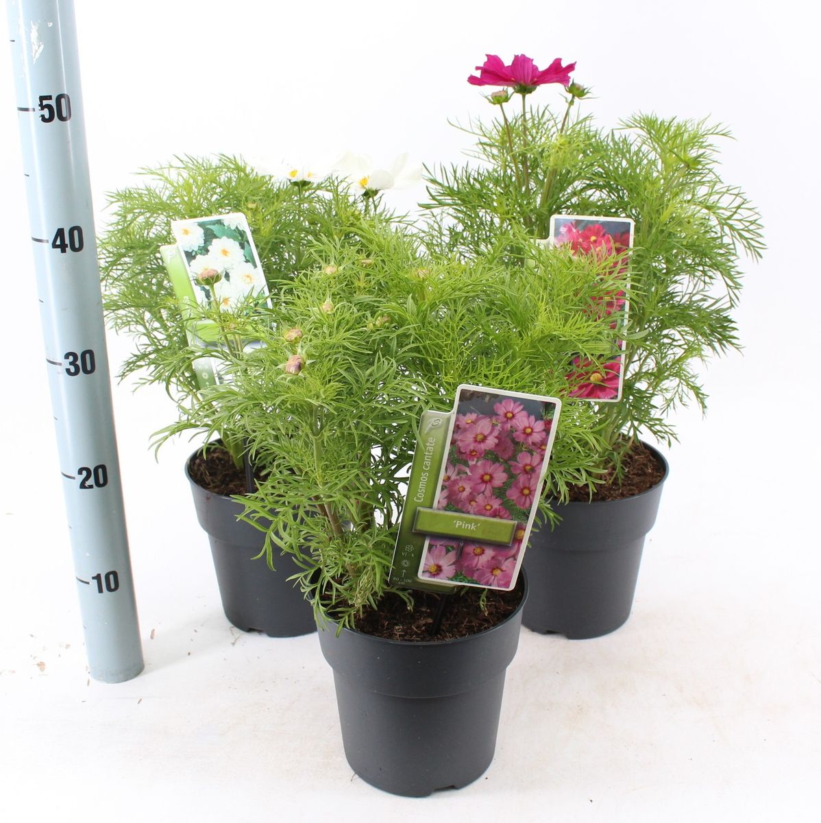 Cosmos MIX — Plant Wholesale FlorAccess