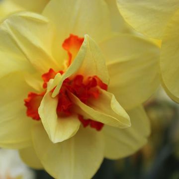 Narcissus 'Tahiti'