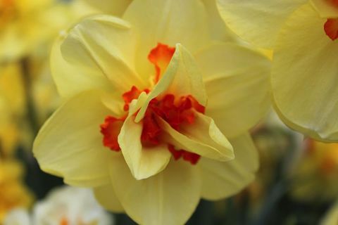 Narcissus 'Tahiti'