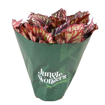 Begonia JUNGLE WONDER RAINBOW