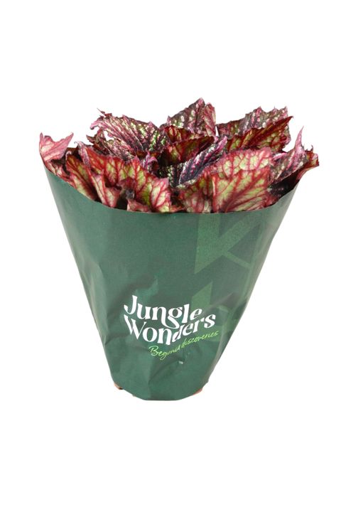 Begonia JUNGLE WONDER RAINBOW