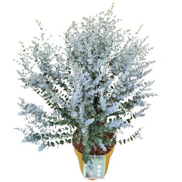 Eucalyptus gunnii AZURA
