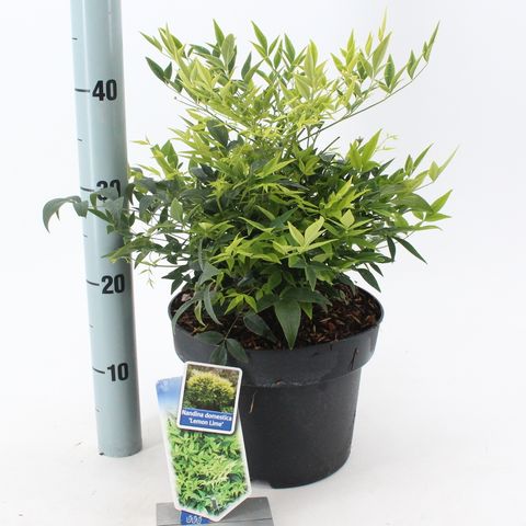 Nandina domestica MAGICAL LEMON & LIME