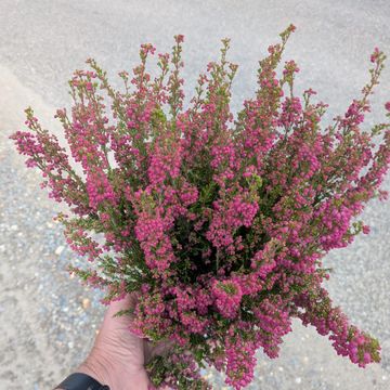 Erica gracilis