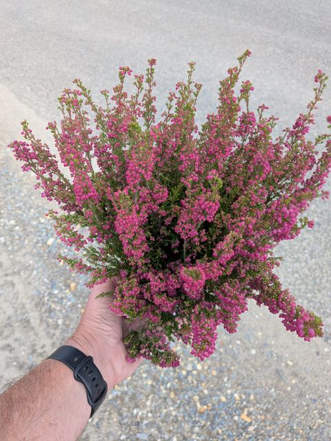 Erica gracilis