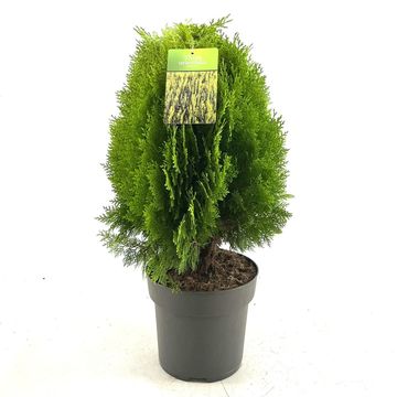 Platycladus orientalis 'Aurea Nana'