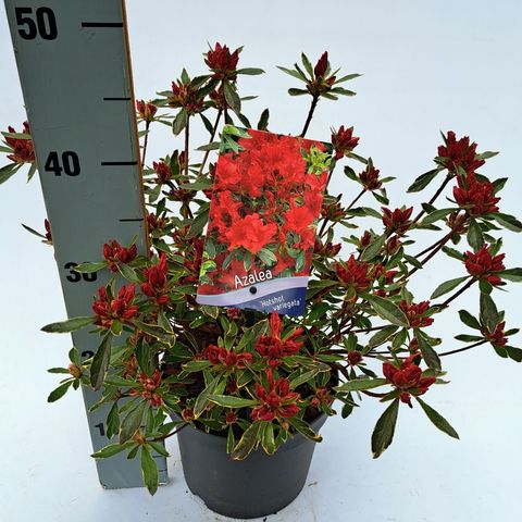 Rhododendron 'Hot Shot Variegata'