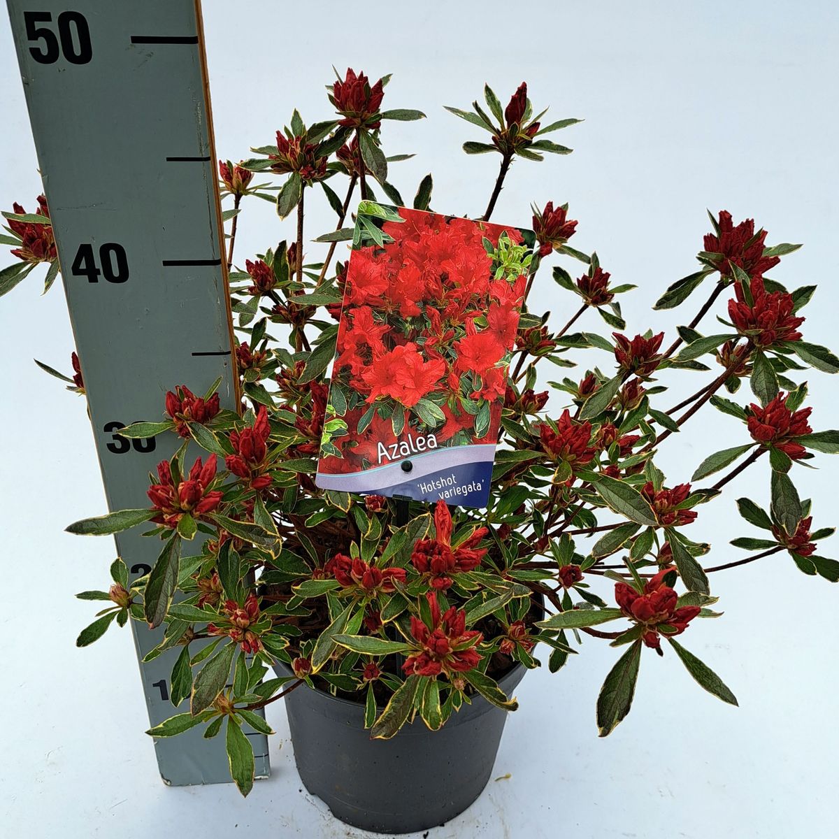 rhododendron dufthecke rosa Rhododendron 'INKARHO® Dufthecke' Rosa kaufen main image 0