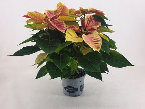 Euphorbia pulcherrima CHRISTMAS FEELINGS MARBLE