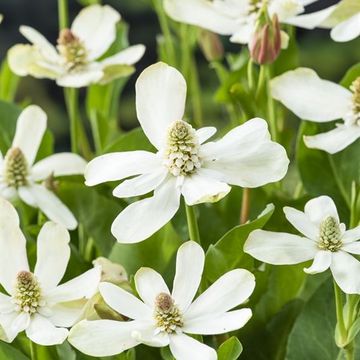 Anemopsis californica