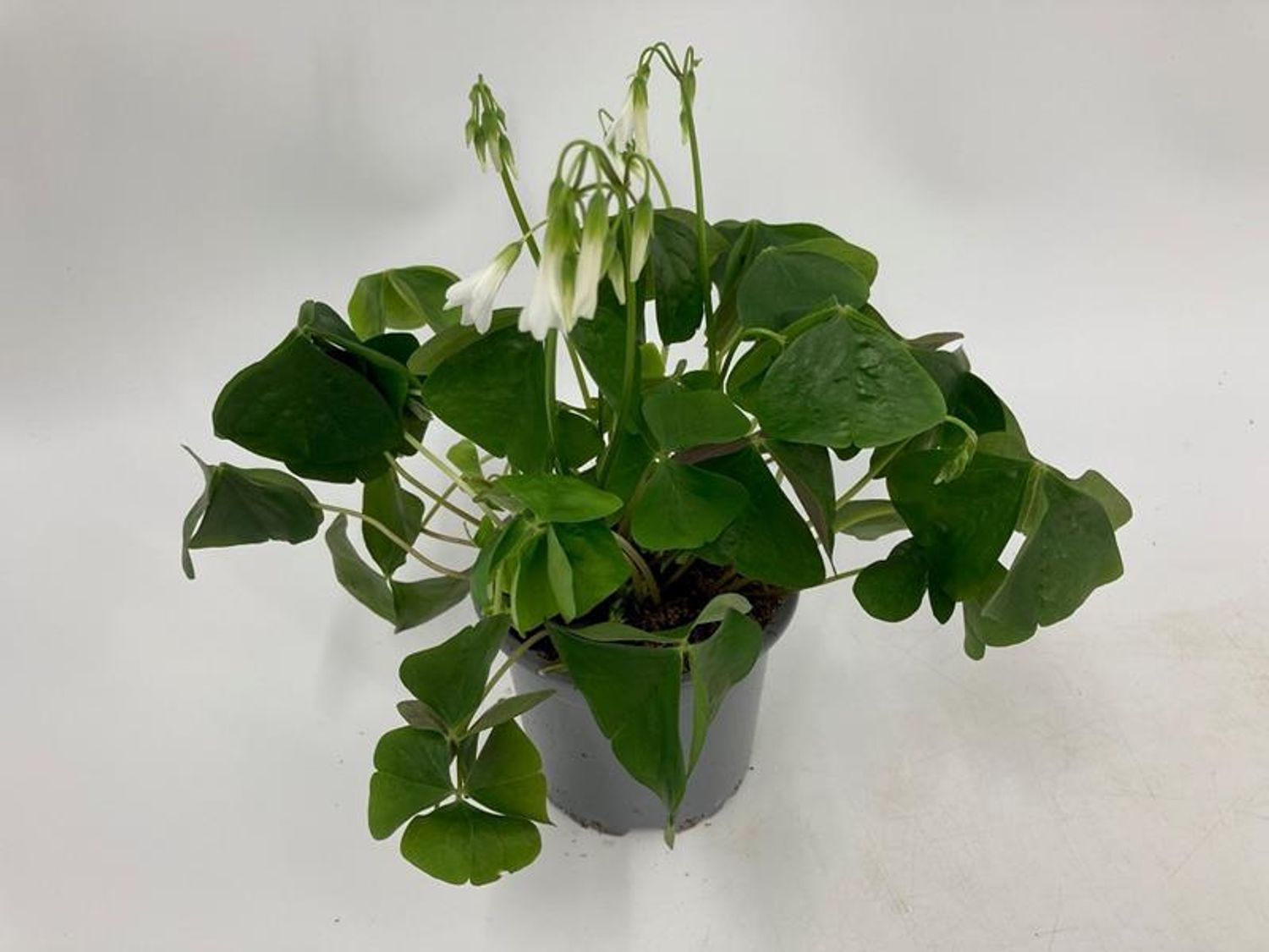 Oxalis regnellii — Plant Wholesale FlorAccess