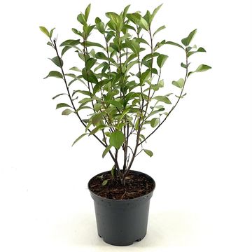 Aronia melanocarpa 'Professor Ed'