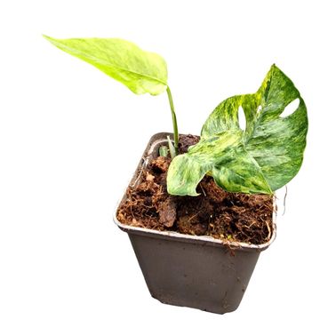 Epipremnum pinnatum MINT