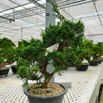 Juniperus chinensis 'Itoigawa'