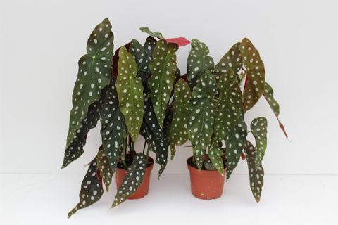 Begonia maculata