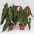 Begonia maculata