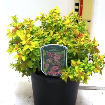 Spiraea japonica 'Golden Princess'