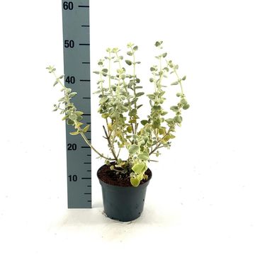 Ballota pseudodictamnus