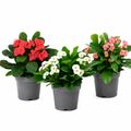 Euphorbia MILII MIX