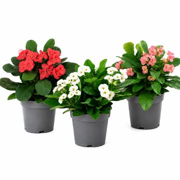 Euphorbia MILII MIX