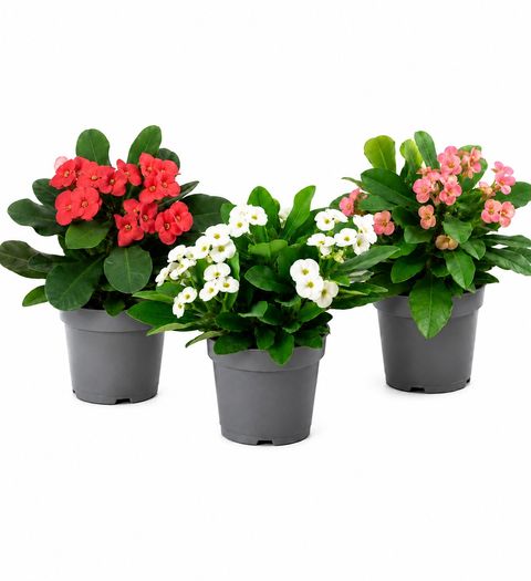 Euphorbia MILII MIX