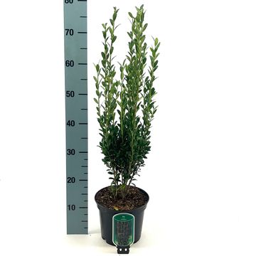 Ilex crenata 'Fastigiata'